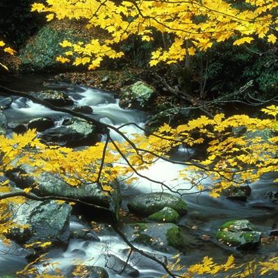 滚球的体育全站APP下载